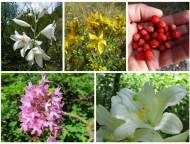 Πάνω: Lilium candidum, βάλσαμο, αγριοφράουλες  κάτω: ορχιδέα, Lilim candidum