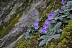 Ένας από τους 4 εκπροσώπους της οικογένειας Gesneriaceae στην Ελλάδα, η Jankaea heldreichii, φύεται αποκλειστικά στον Όλυμπο.