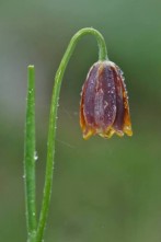 Fritillaria drenovskii, βαλκανικό ενδημικό είδος που απαντά στα βουνά της ΒΑ Ελλάδας (Παγγαίο, Μενοίκιο, Όρβηλος, Φαλακρό) και της ΝΔ Βουλγαρίας.