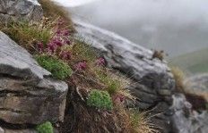 Τα φυτά, δεινοί ορειβάτες, σκαρφαλώνουν στα πιο απόκρημνα μέρη. Η Saxifraga sempervivum φύεται σε βραχώδεις θέσεις και υψόμετρα μεγαλύτερα των 1600 μ.