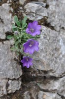 Τα ασβεστολιθικά βράχια φιλοξενούν ενδημικά ή σπάνια φυτά. Η Campanula oreadum,  ενδημικό του Ολύμπου, προσθέτει χρώμα σε βράχια και γκρεμούς σε υψόμετρα μεγαλύτερα των 1800 μ., όπως στο λούκι του Μύτικα. 