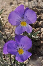 Viola doerfleri, αποκλειστικά στα αλπικά λιβάδια του Καϊμακτσαλαν.