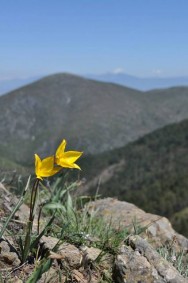 Tulipa australis στο Βούρινο, βουνό πλούσιο σε σερπεντινικά πετρώματα με 8 τοπικά ενδημικά είδη.
