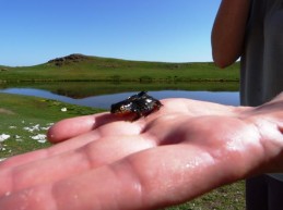 Τρίτωνας στη Λούτσα Ρομπόζη