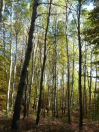 Συστάδα με σημύδες