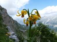 Lilium carnolicum (αρκετά σπάνιο σε κίτρινο, συνήθως το συναντάμε σε πορτοκαλί)